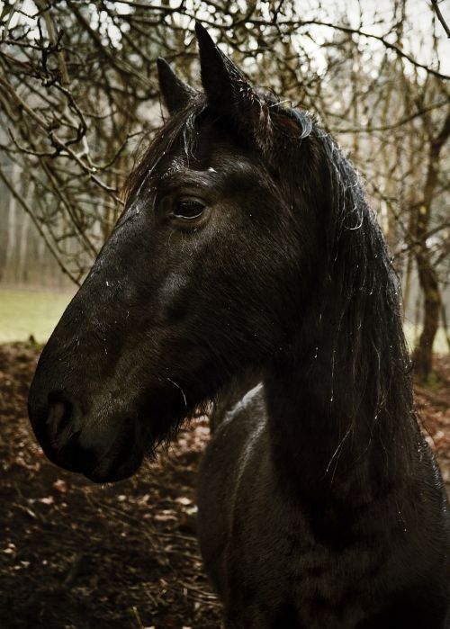 horse black animal