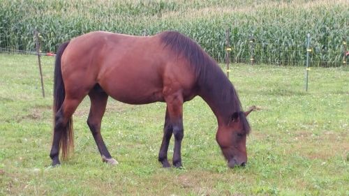 horse animal quarter horse