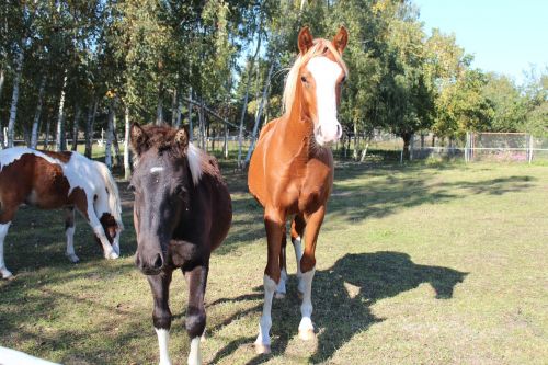 horse german reitponny pony