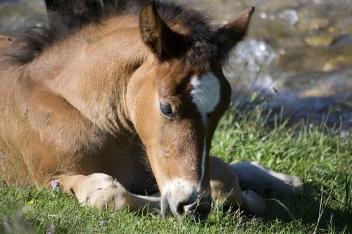 horse foal resting