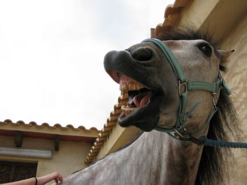 horse funny mane