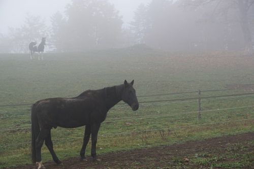 horse fog pasture