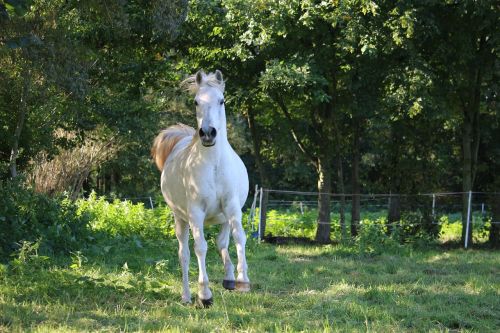 horse mold thoroughbred arabian