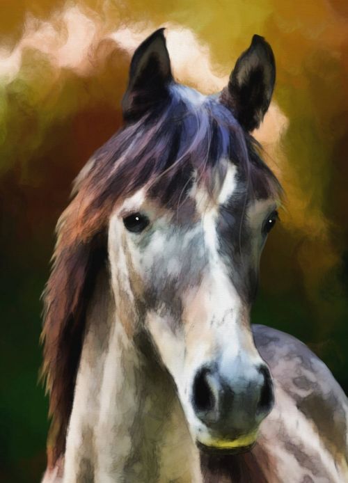 horse horse portrait animal