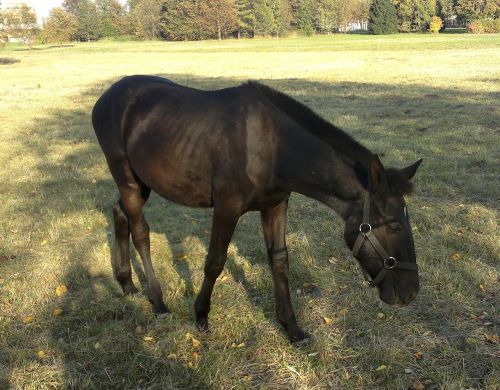 horse nature animals