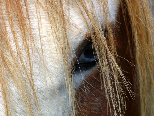 horse eye head