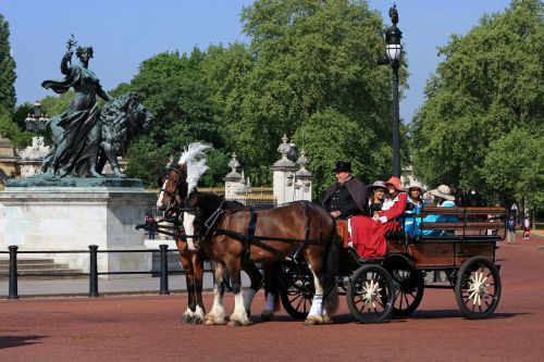 horse and carriage carriage horse
