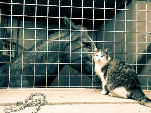 Horse And Cat