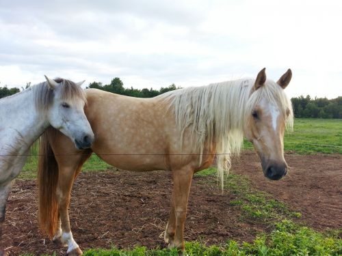 Horse And Pony