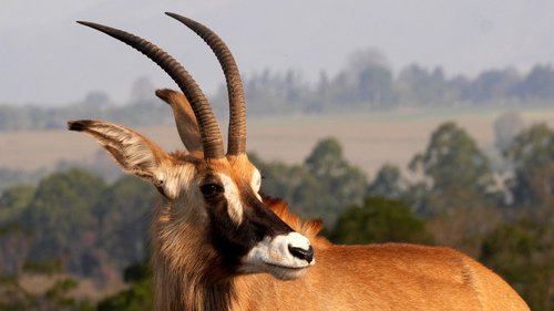 horse antelope  animal world  nature