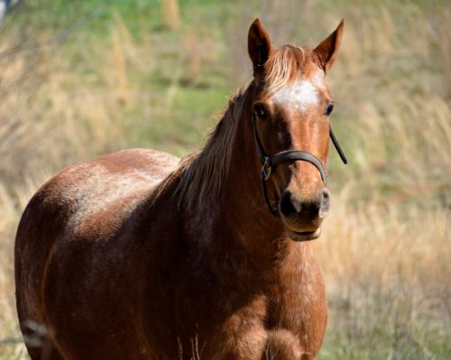 Horse At Farm