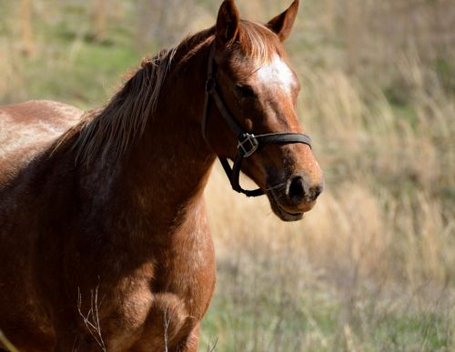 Horse At Farm