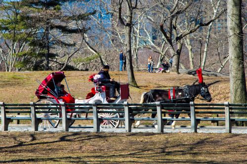 Horse Cart