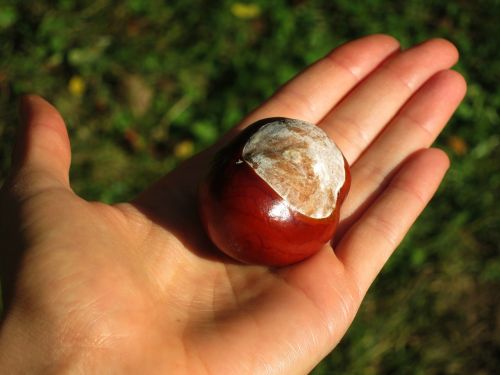 horse-chestnut european chestnut