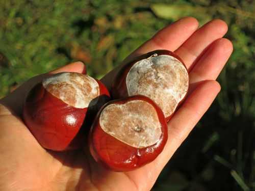 horse-chestnut european chestnut