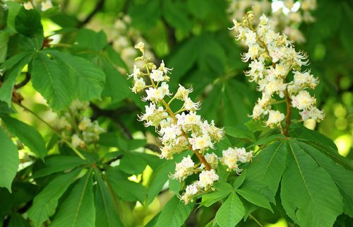 horse chestnut  flowering tree  spring
