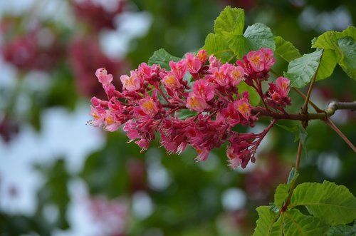 horse chestnut  flower  horse-chestnut