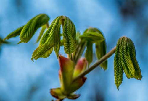 horse chestnut  young leaves  spring