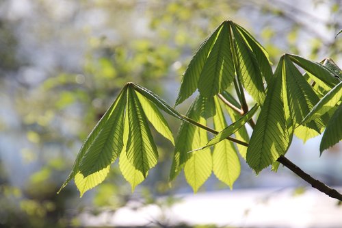 horse chestnut  trees  leaves
