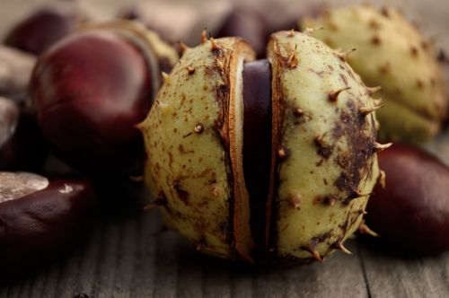 horse chestnut chestnut crop