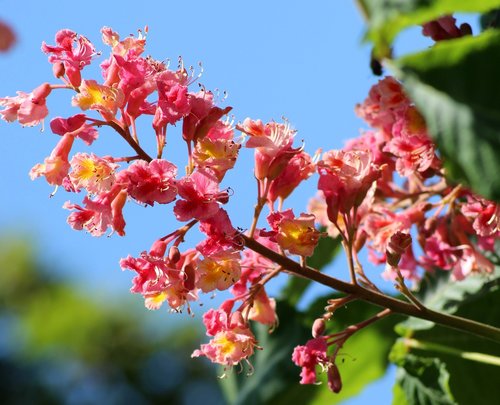 horse chestnut red  inflorescence  tree