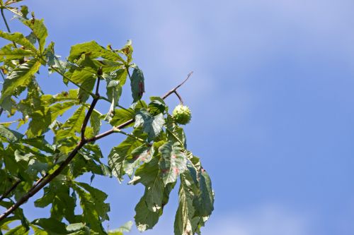 Horse Chestnut Tree