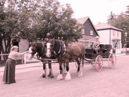 horse drawn carriage pioneer wagon