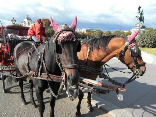 horse drawn carriage vienna austria