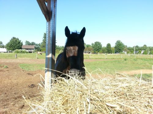 Horse Eating Hay