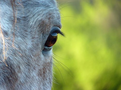 horse eye horse œil