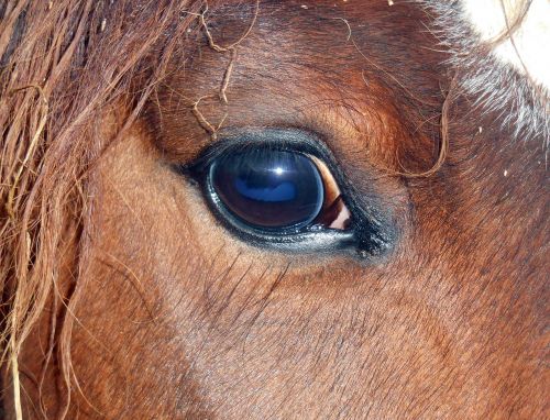 horse eye horse close up