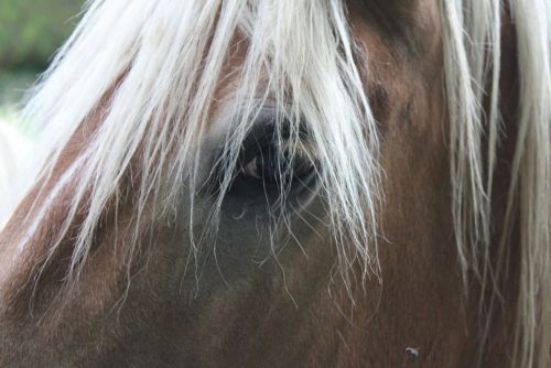 horse eye horse close
