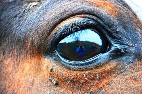 horse eye eye horse