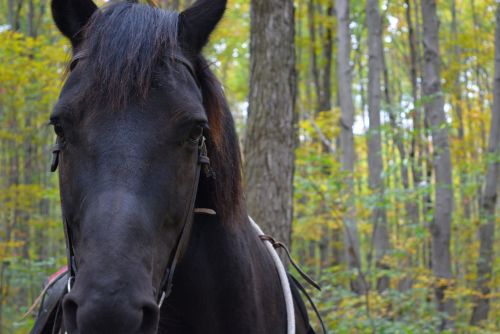 Horse Face