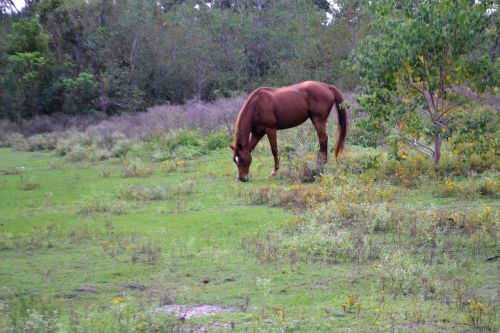 horse feeding grass animal
