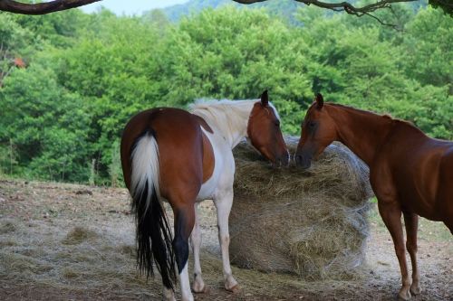 horse friendly affection together