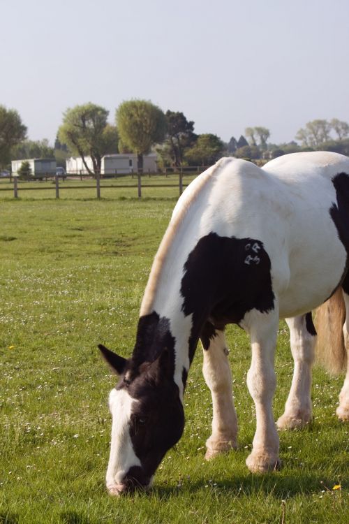 Horse Grazing