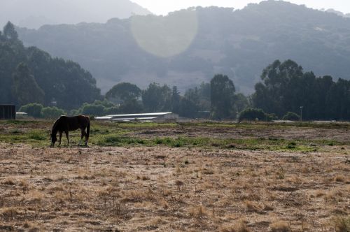 Horse Grazing