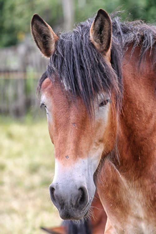 horse head horse kaltblut