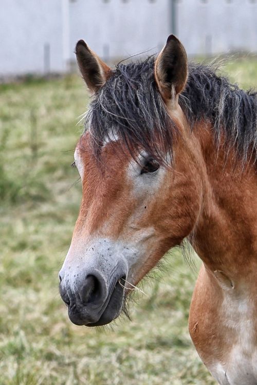 horse head horse kaltblut