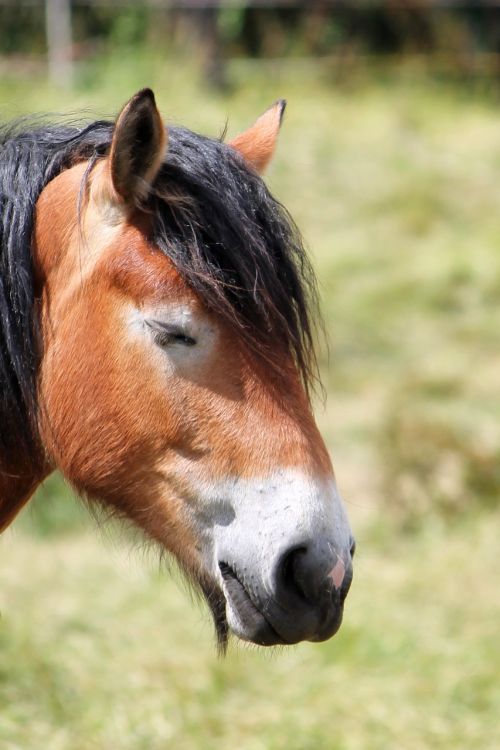 horse head horse kaltblut