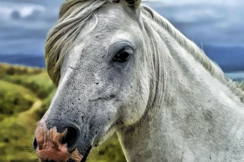 horse head animal portrait