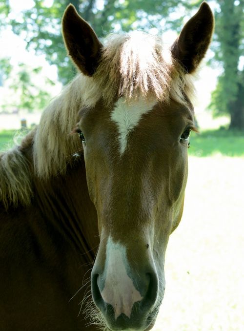 horse head horse head