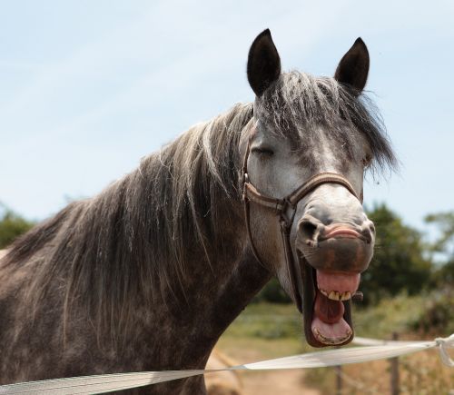 horse head horse animal