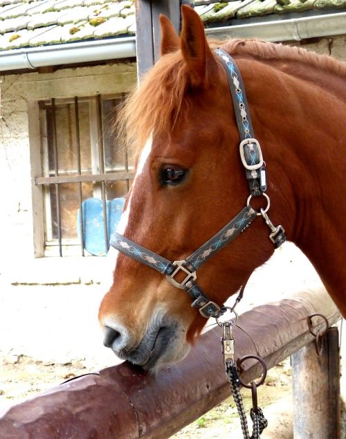 horse head graceful portrait