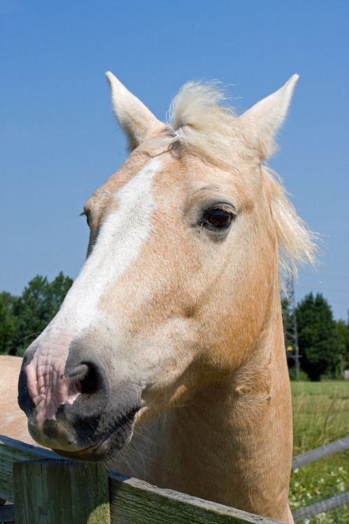 Horse Head Portrait