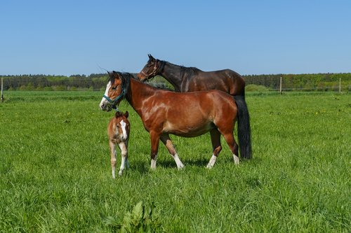 horse herd  pony filly  meadow