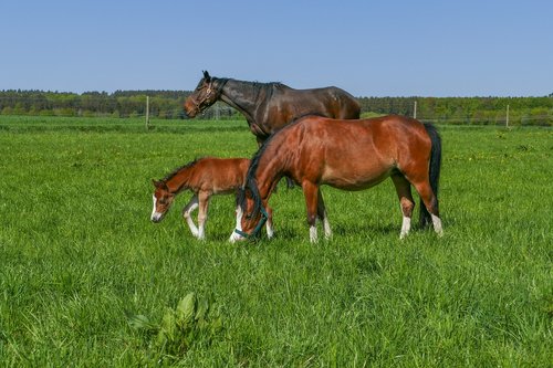 horse herd  pony filly  meadow