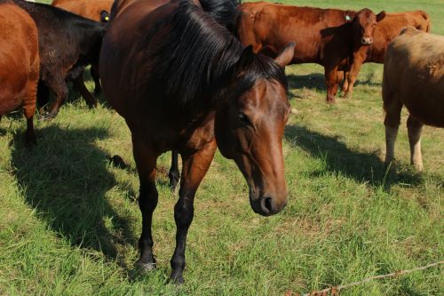 Horse Herd Of Cows Pasture