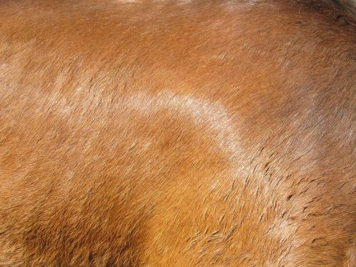 horse hide flesh coat